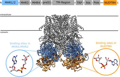 Does Cyclic ADP-Ribose (cADPR) Activate the Non-selective Cation Channel TRPM2?